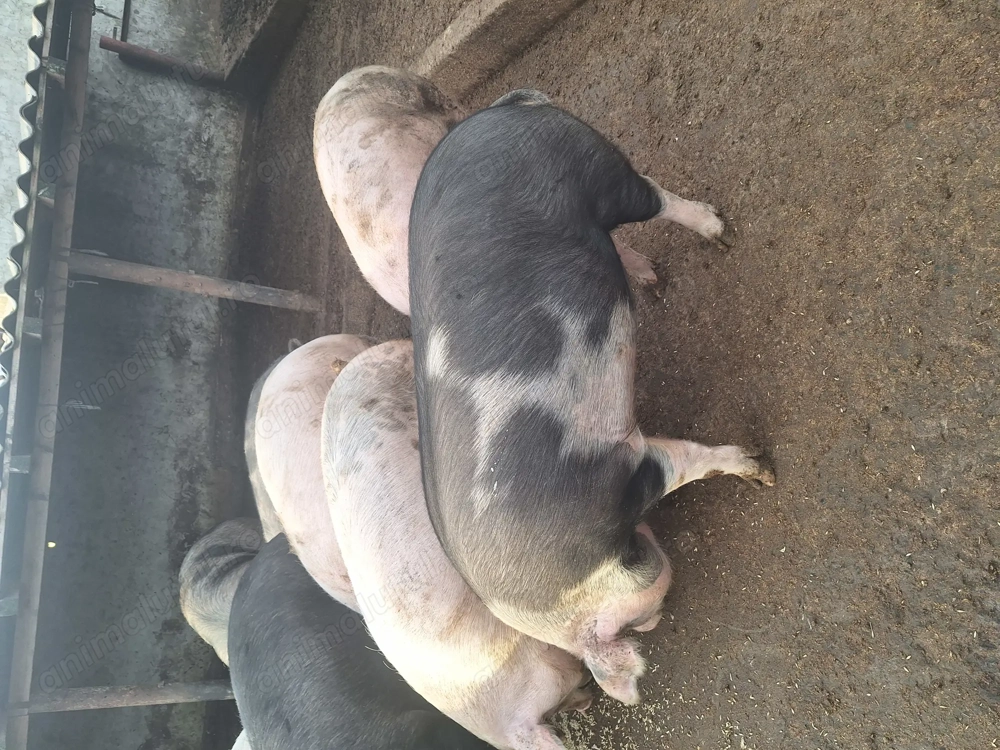 Porci de carne=13lei kg,jud Constanța, rel.tel: 