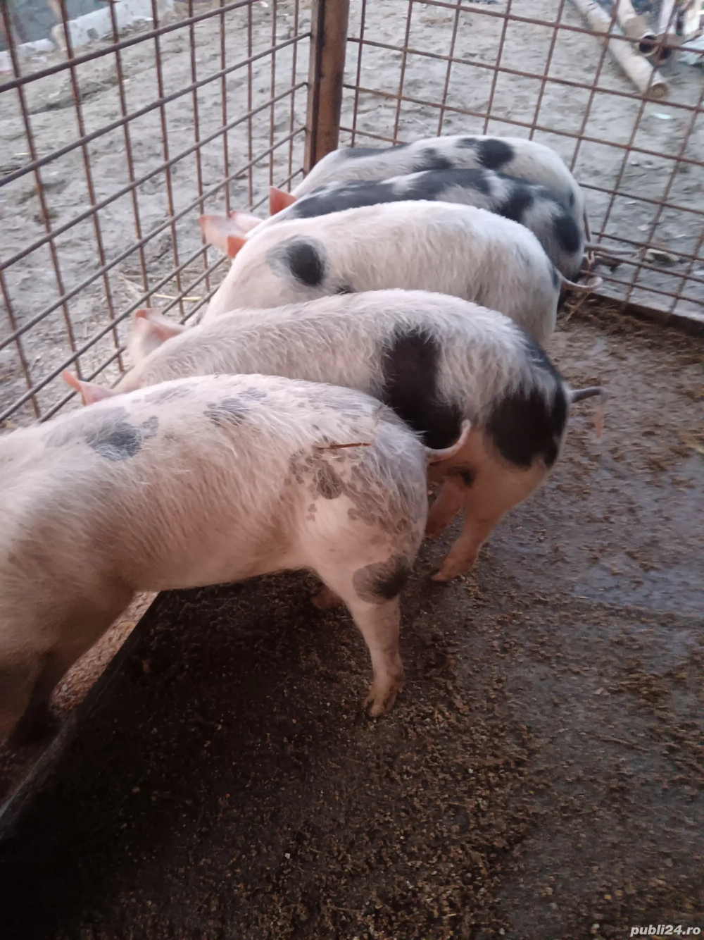 De vânzare preț la tel sau în privat 5 buc au 8 săptămâni 