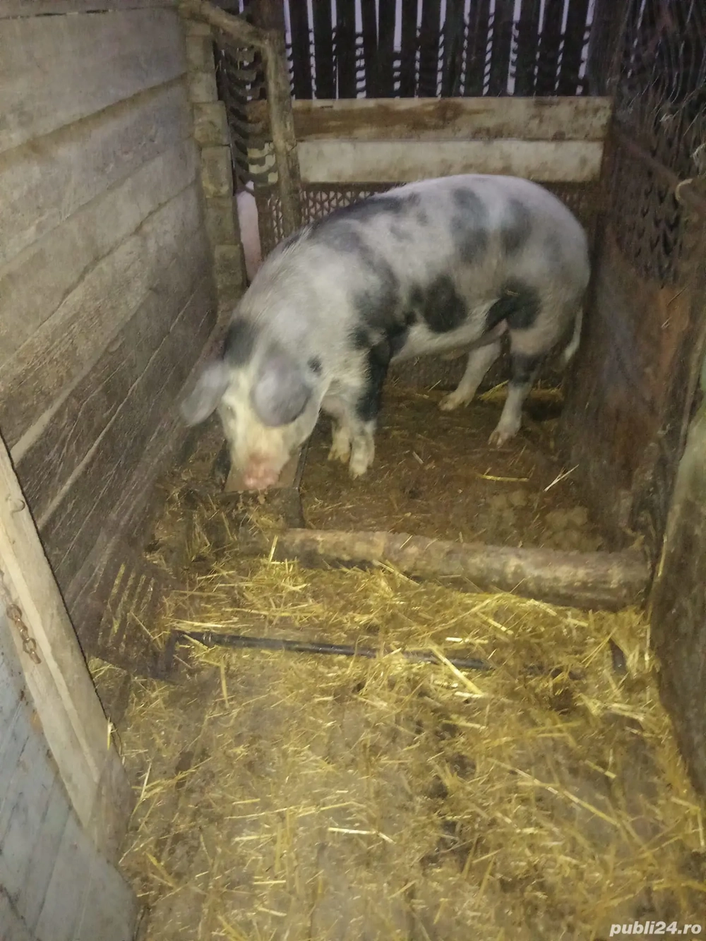 Vand Porc "Pietrain" 160 kg