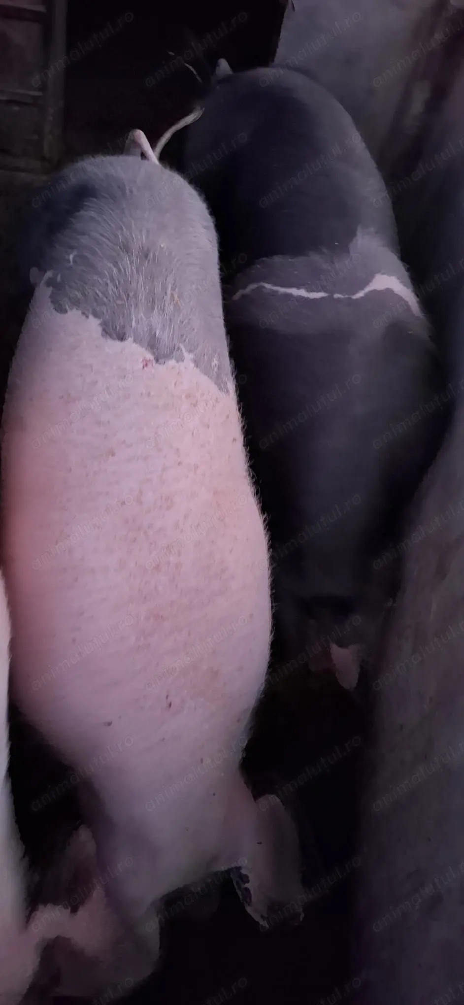 Porci BAZNA cu PETREAIN, 110-140 kg