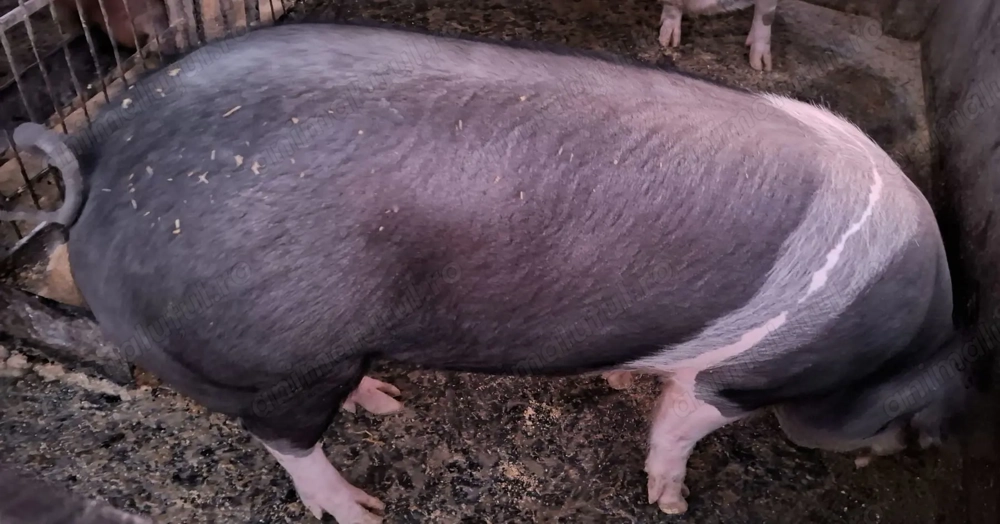 Porc 110-130 kg, Bazna cu Petreain