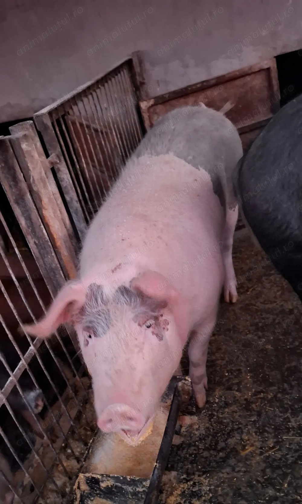 Porc 110-130 kg, Bazna cu Petreain