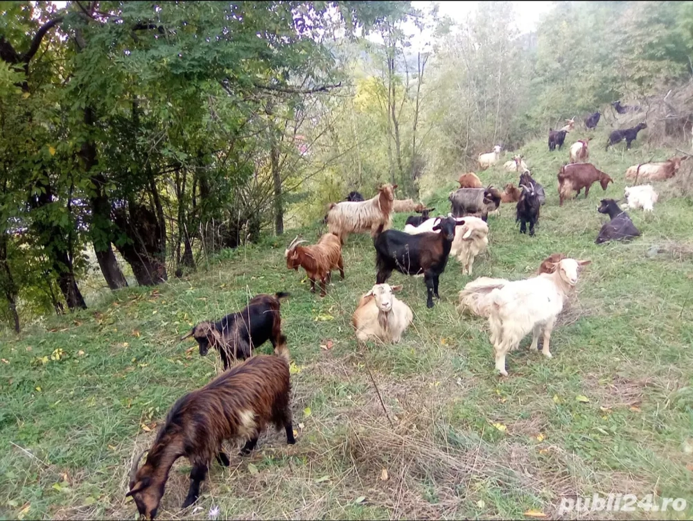 Capre de vânzare pentru lapte