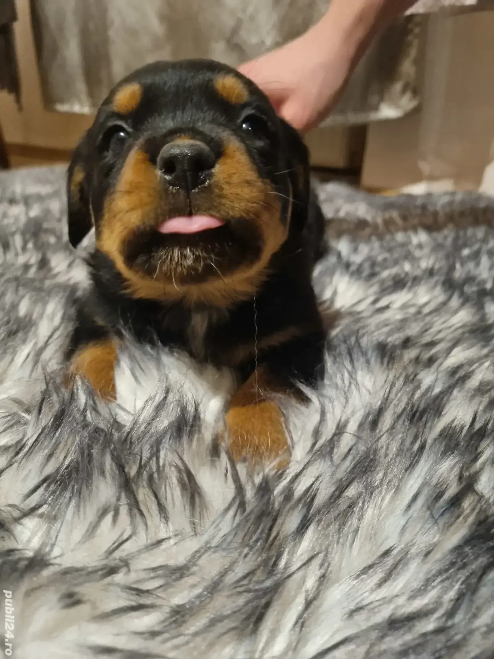 Căței rasa Rottweiler 