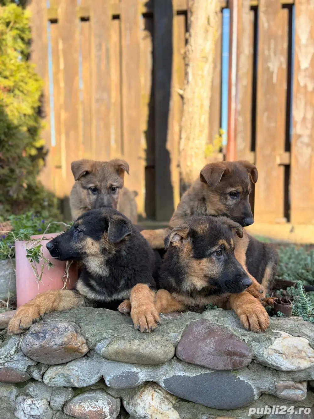 vand pui ciobanesc german 3 luni jumatate, linie de lucru