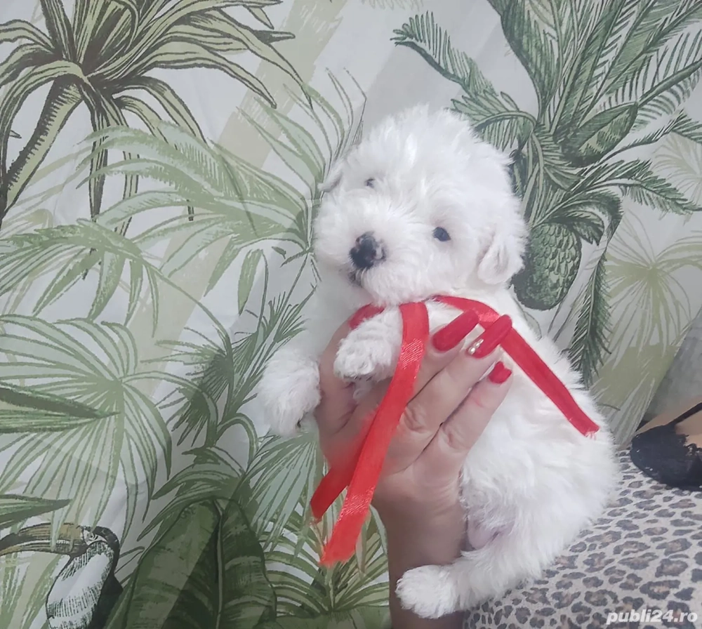 Bichon Havanez toy
