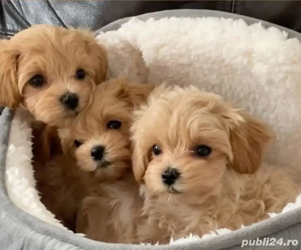Maltipoo Băieți si fetiță 