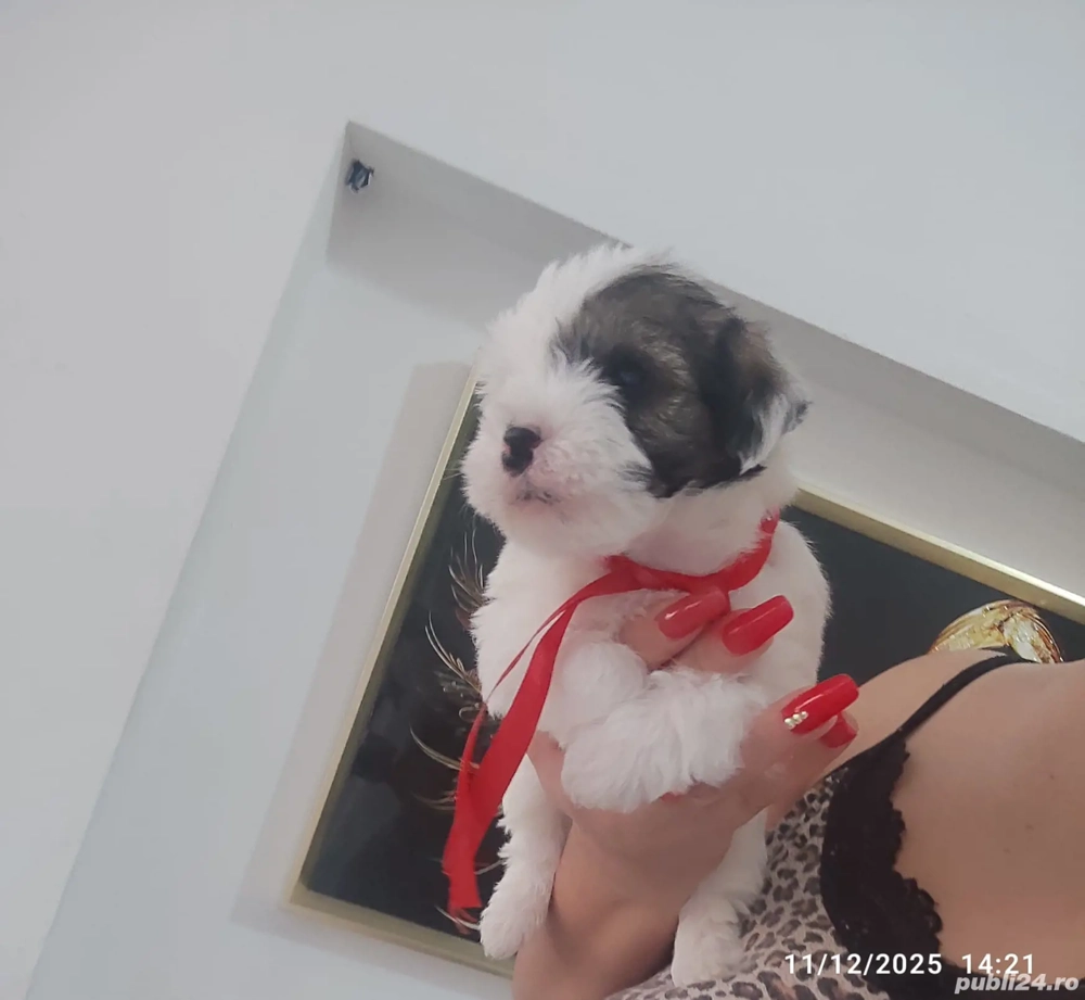 Bichon Havanez talie mica 