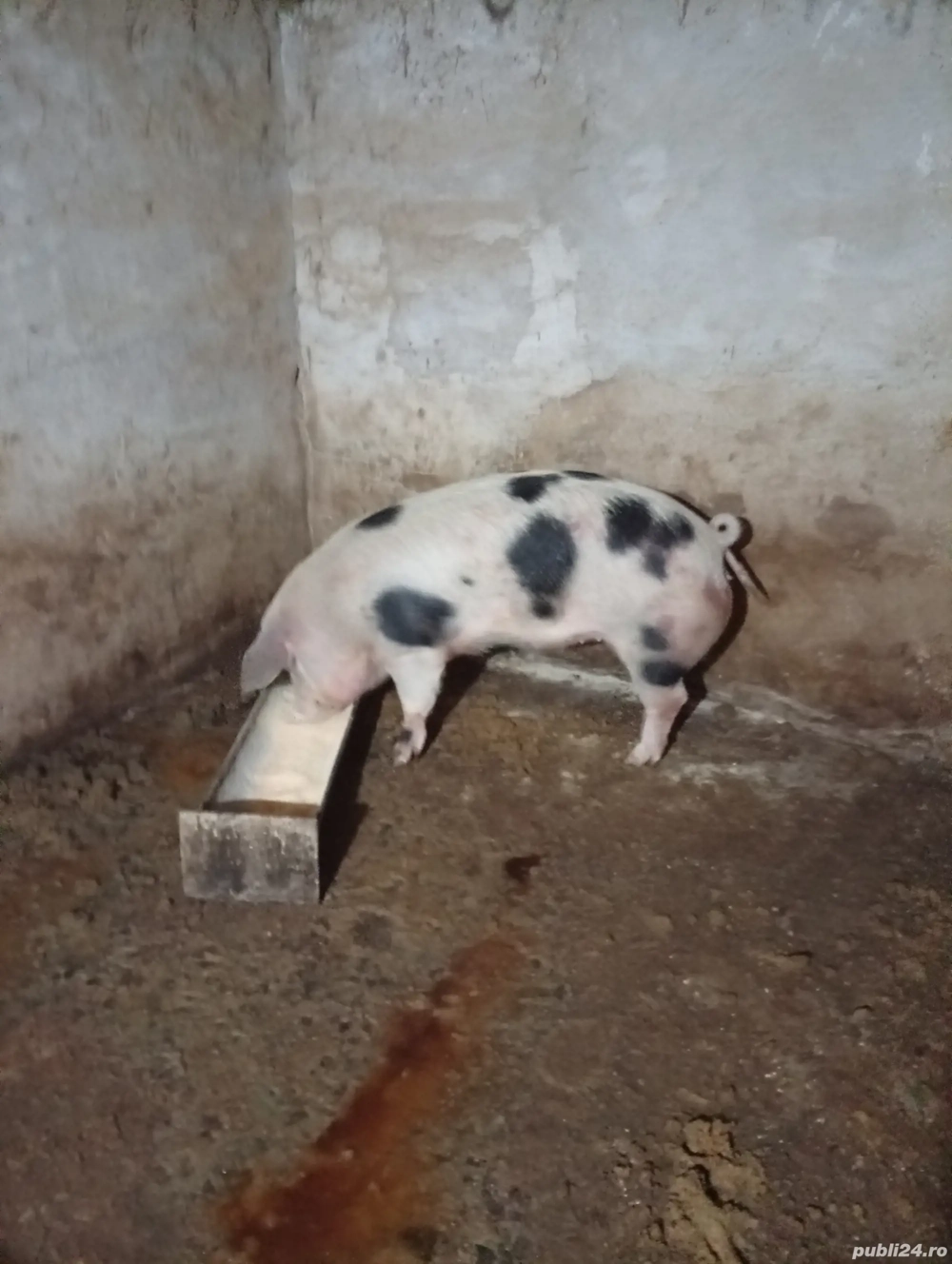 porc 110kg