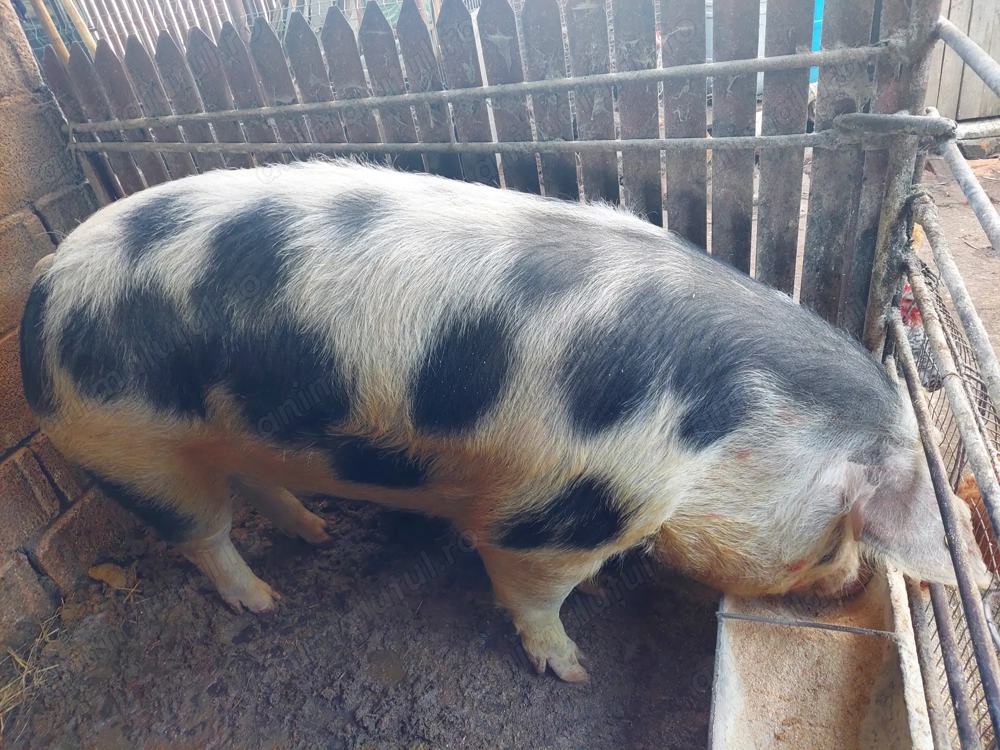 Ultima bucată!!! Porc de carne Pietrean!!!