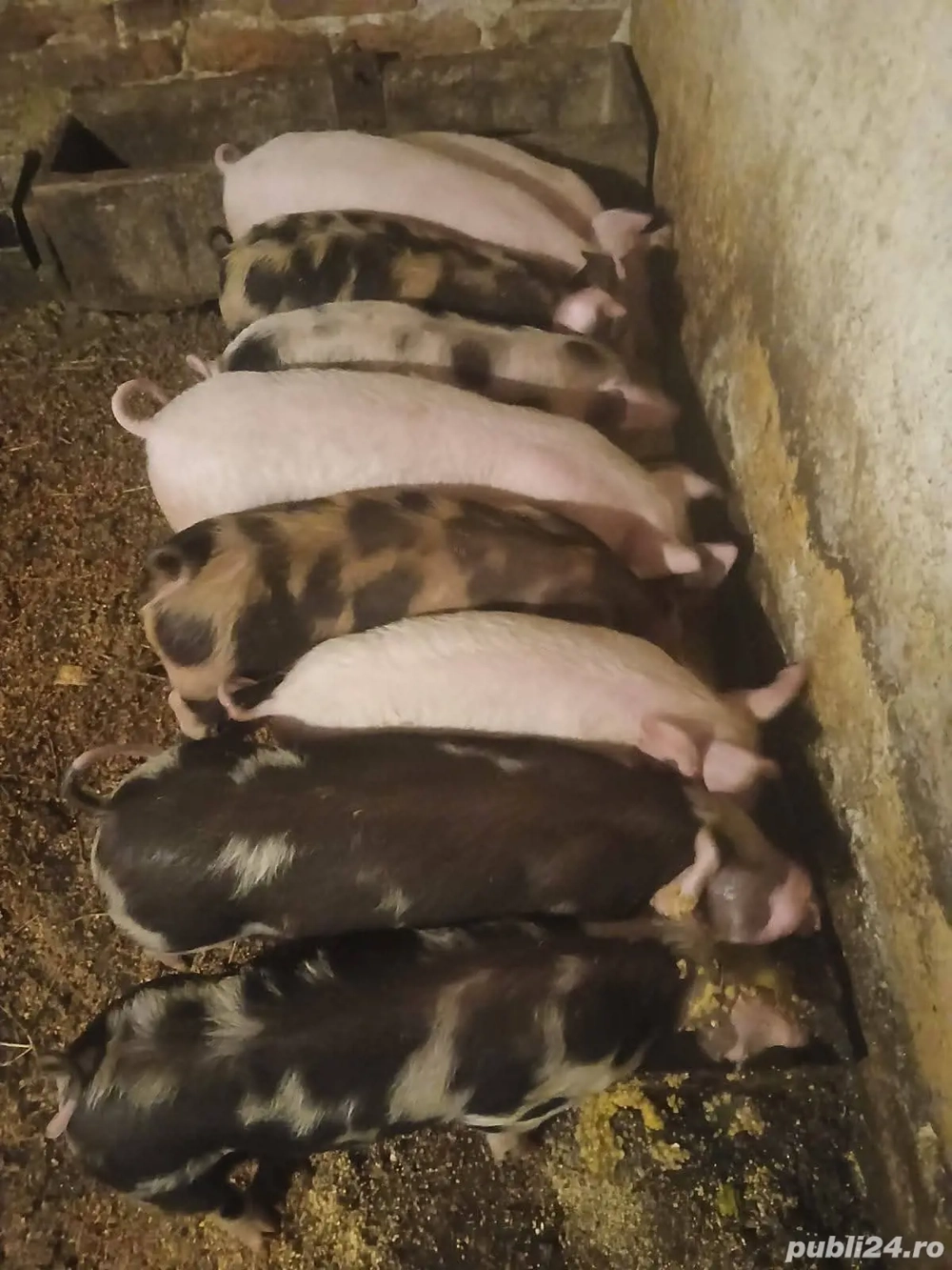 purcei 25,28 kg vaccinați..