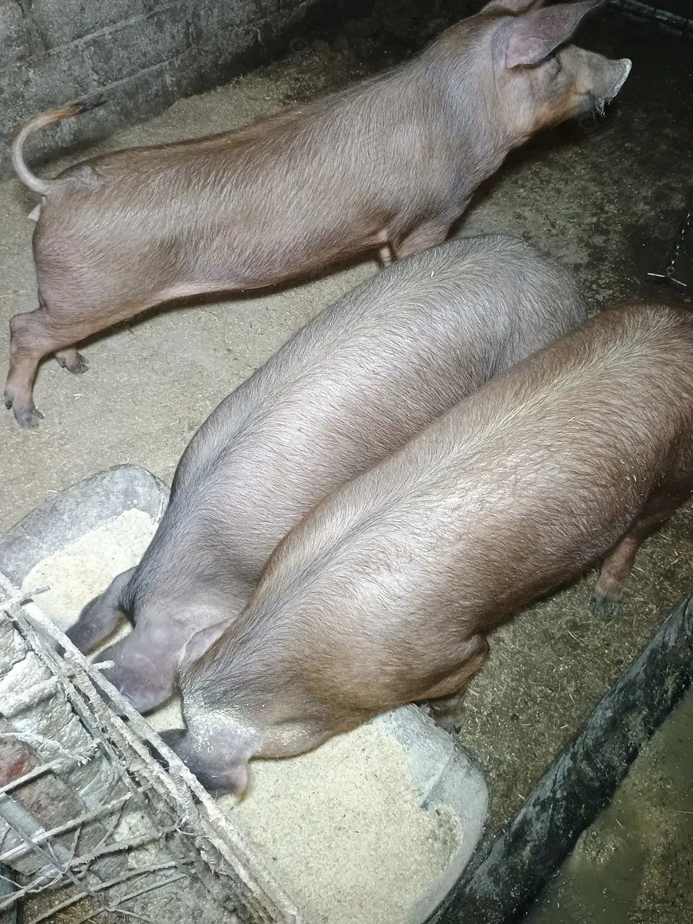 Metis DUROC de vânzare. Greutate intre 60-70kg. Preț 950 negociabil. 