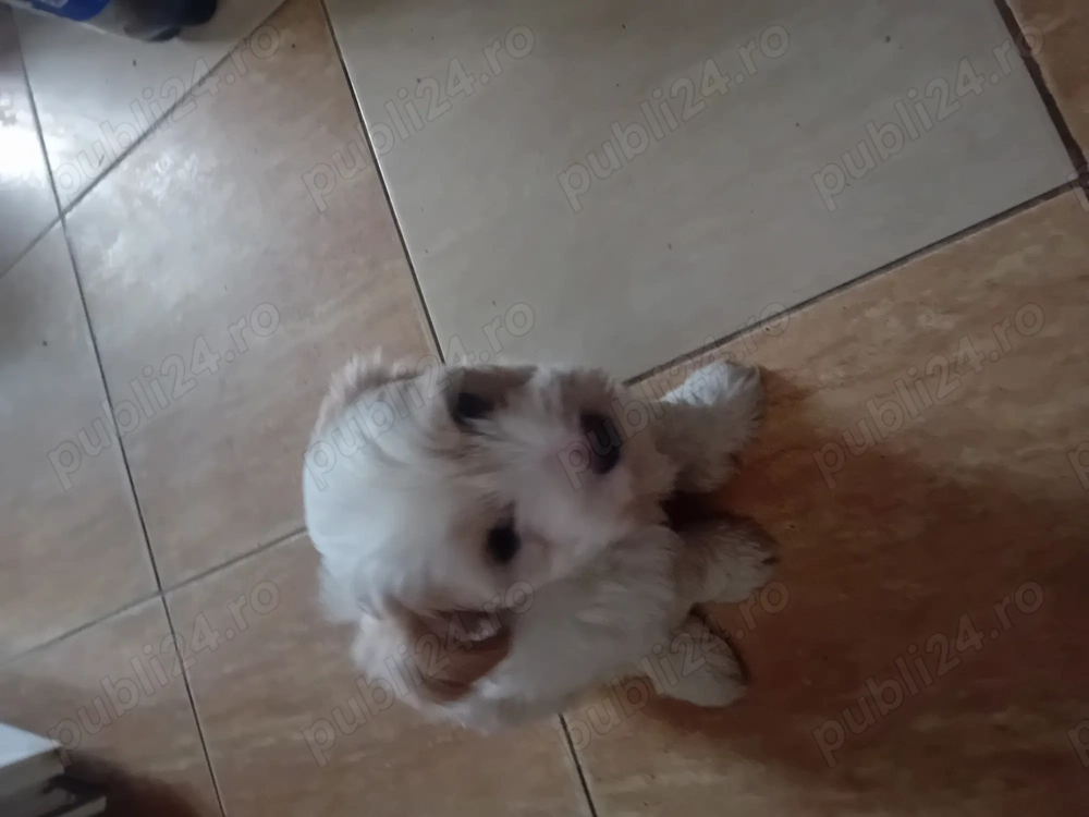 Vând căței bichon,agigea