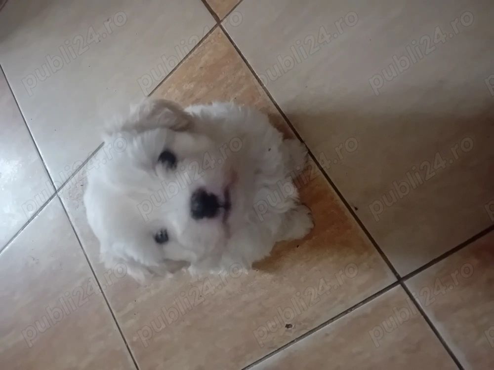 Vând căței bichon!