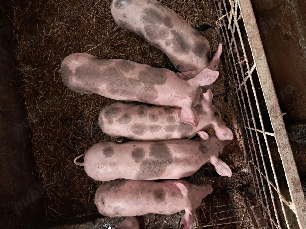 Purcei pietrean de vânzare 