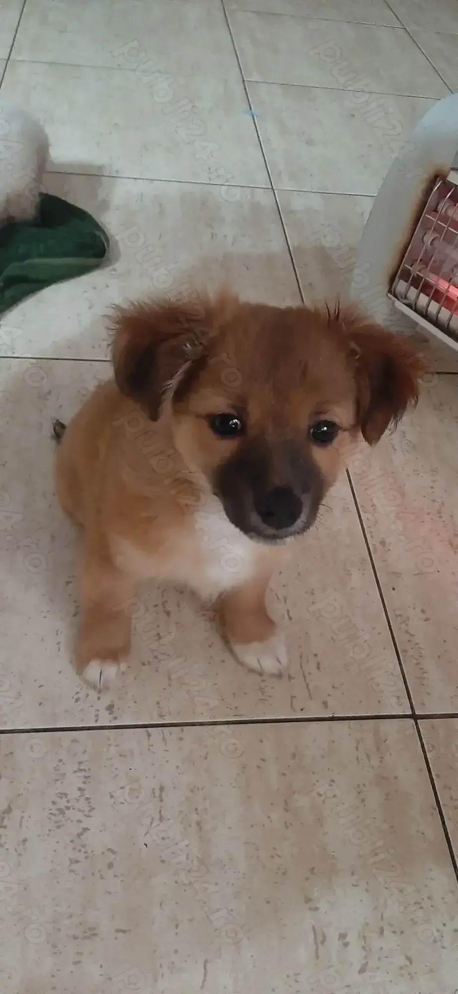 Cățelușă talie mică  pt.adopție