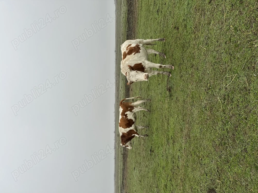 Vând 5 juninci sunt a făta, 9000 lei bucata 