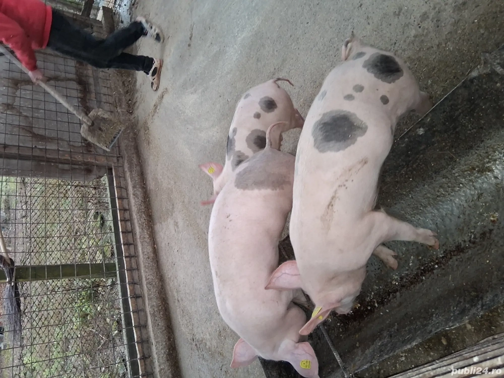 Marele alb cu pietrean 