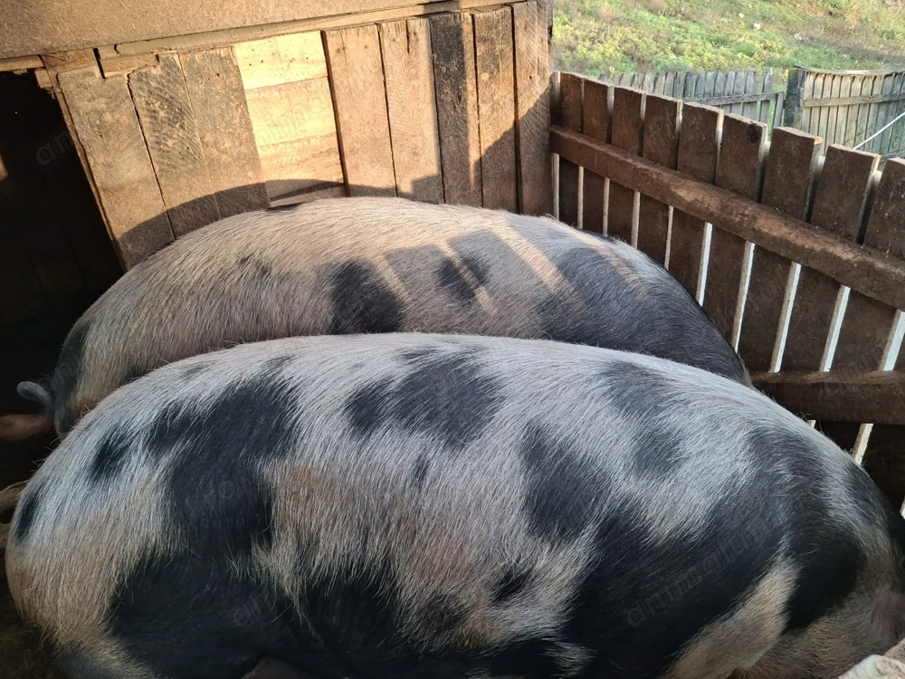 Vând porci 150 kg ,18 kg în viu.