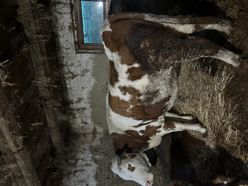 Vaca de abator 6500 Ron 