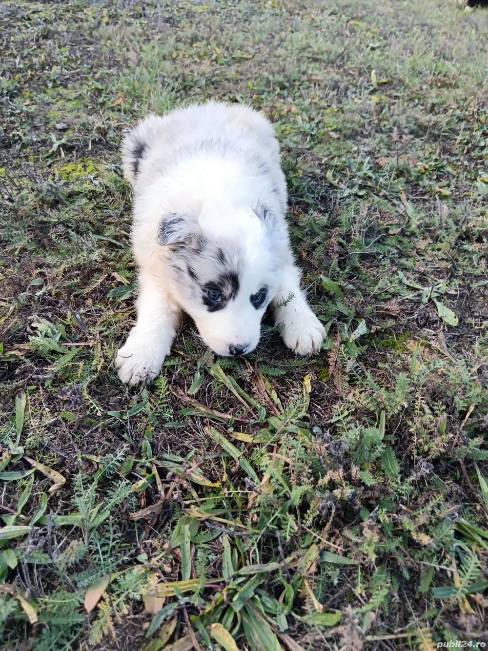 pui border collie cu pedigree 