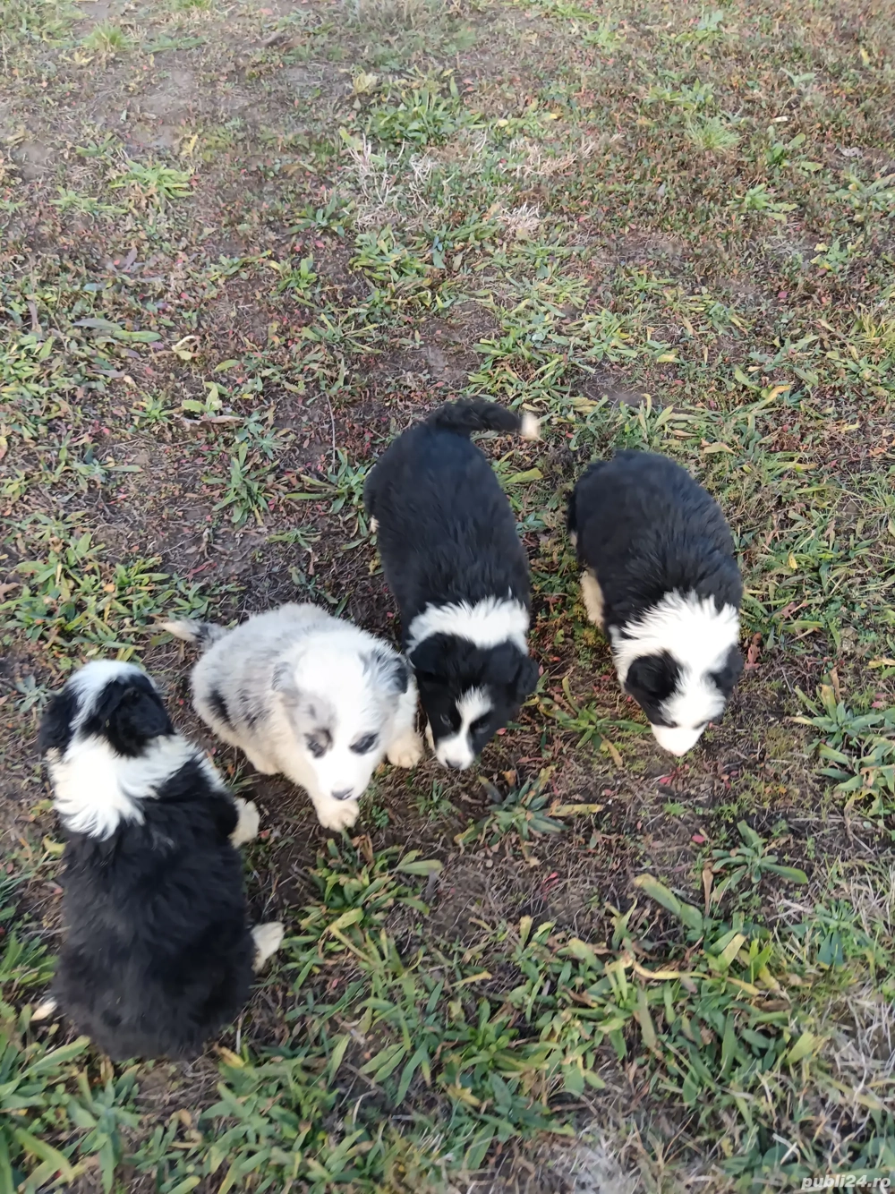  border colilie cu pedigree 