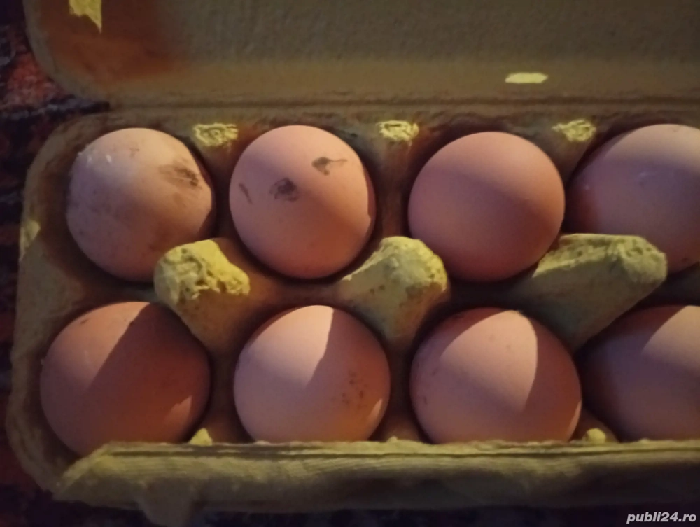 ouă pentru incubat 