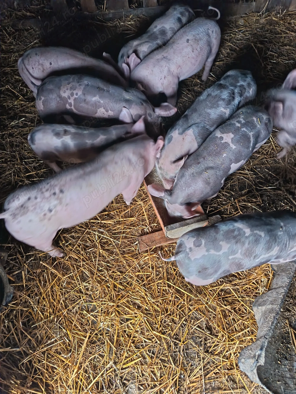 De vânzare purcei de 7saptamani