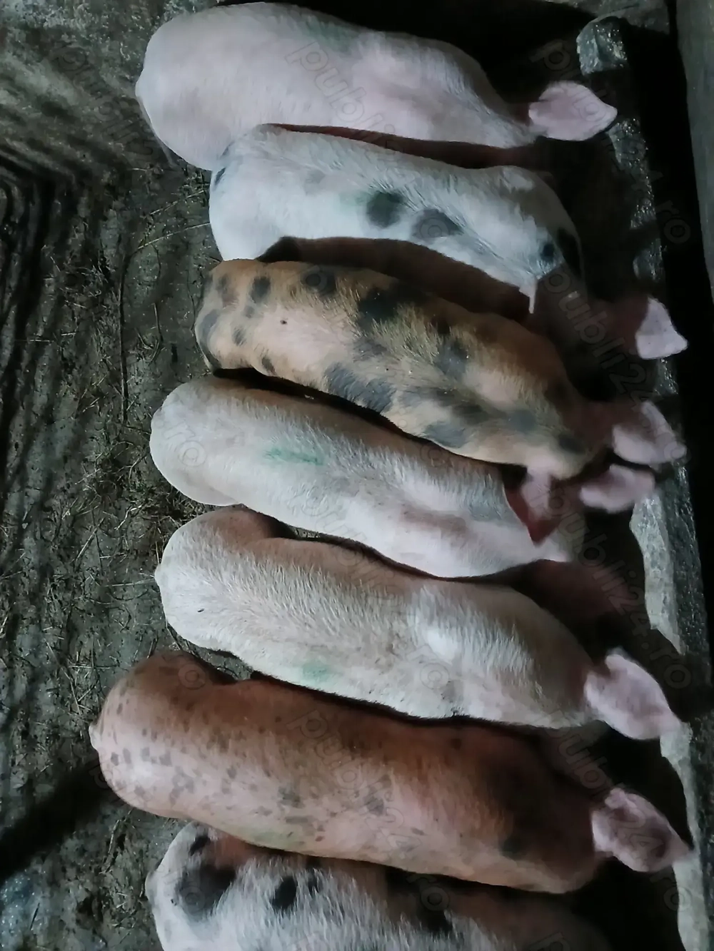 Vând Purceii deparazitați și castrați. 