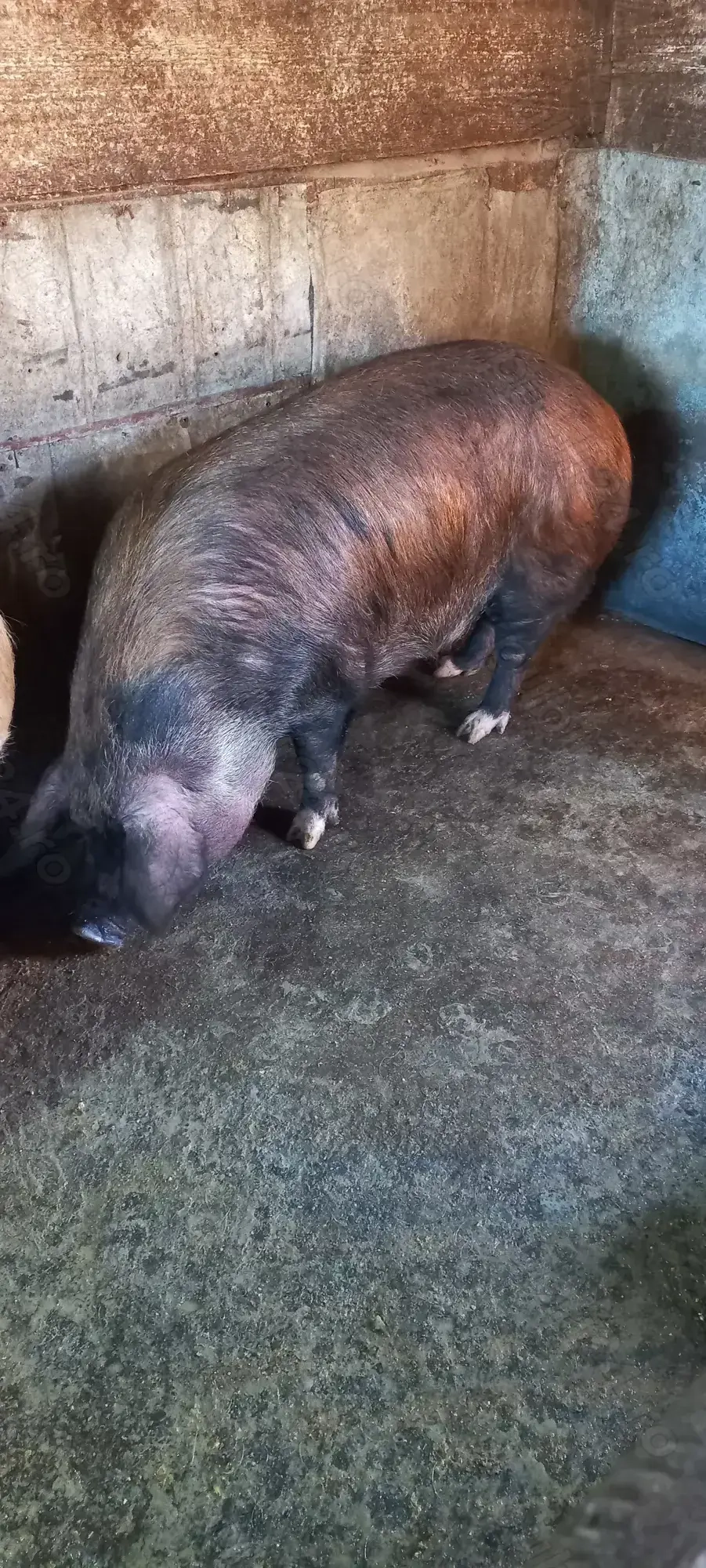 Porc de vanzare 180 -200 kg