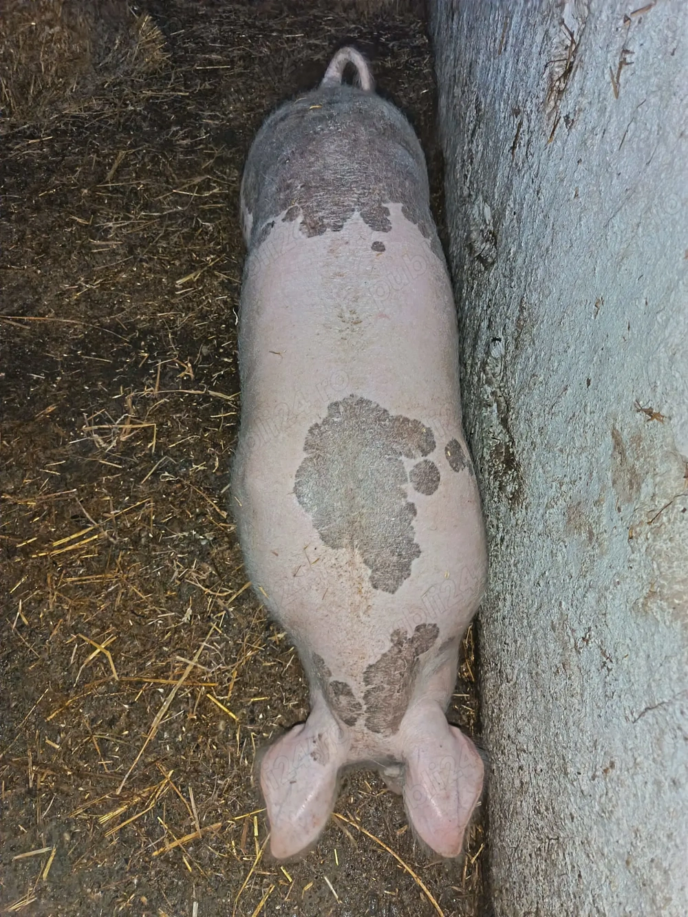 De vânzare pt sacrificat