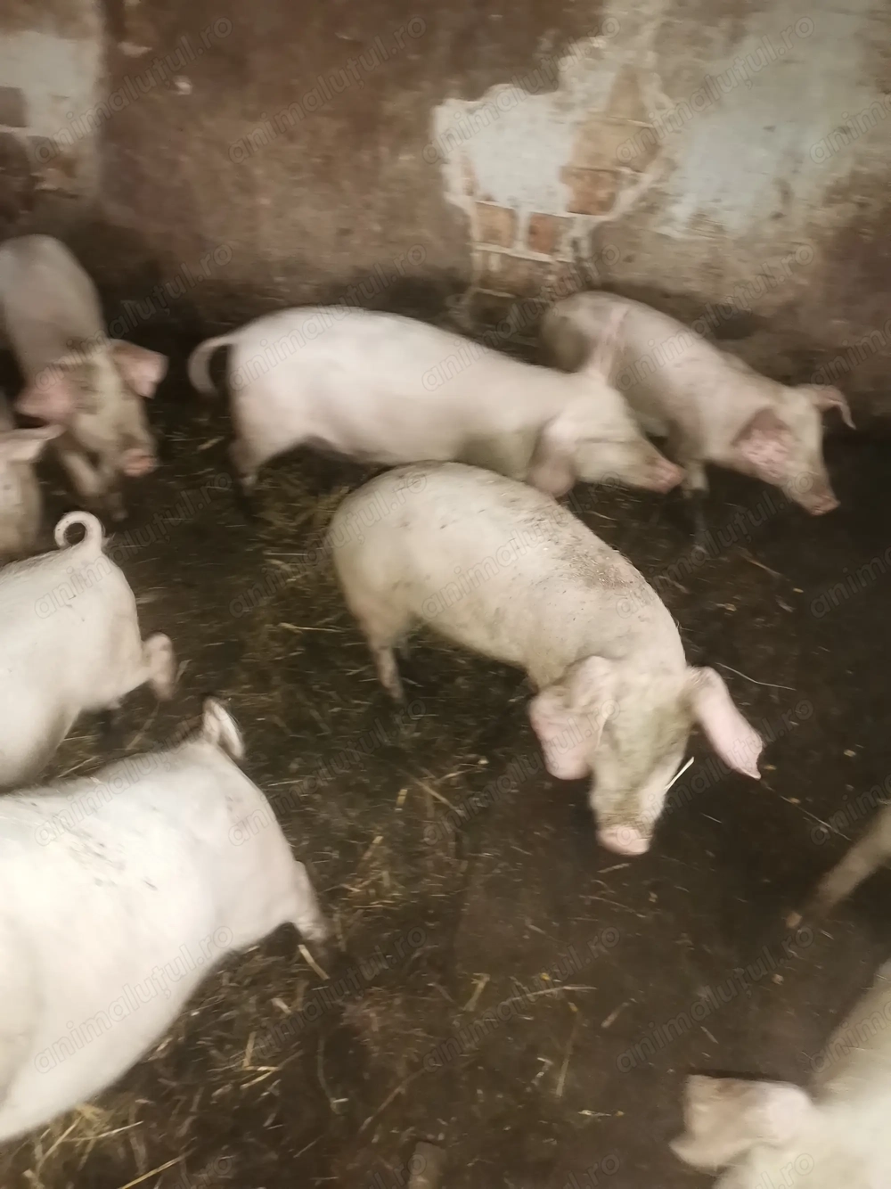 Godini purcei de vanzare