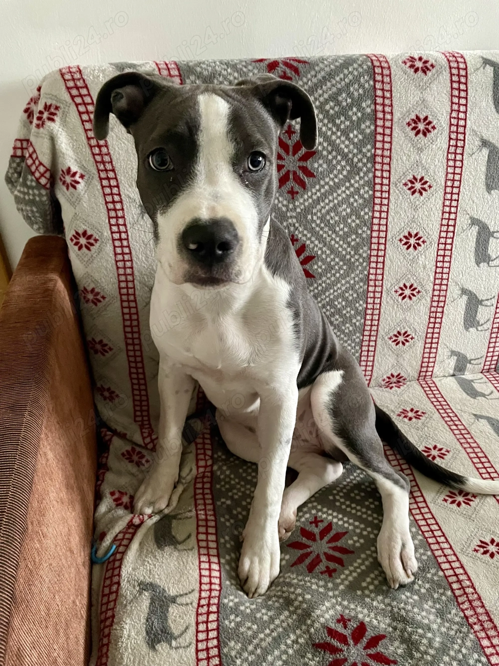 Donez fetita amstaff blue 6 luni