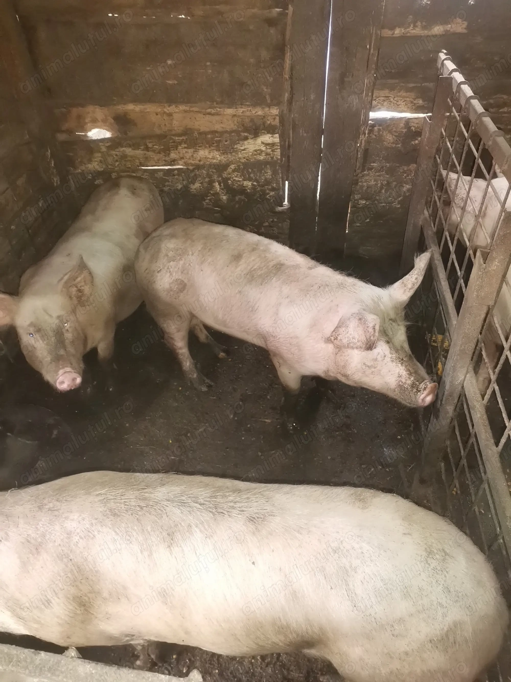 Porci pentru sacrificat 