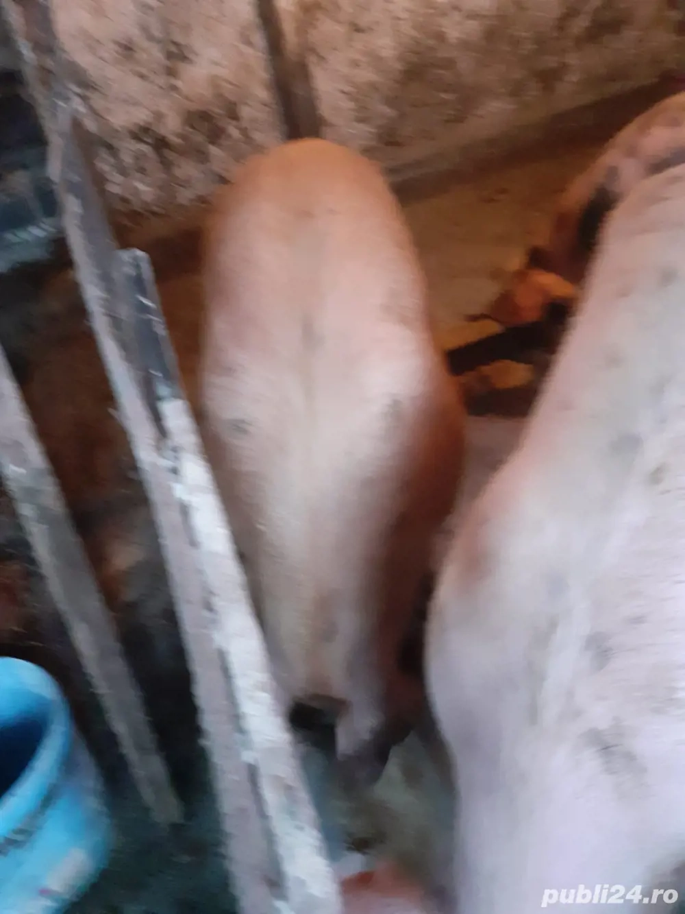 Porci de craciun 120-140 kg