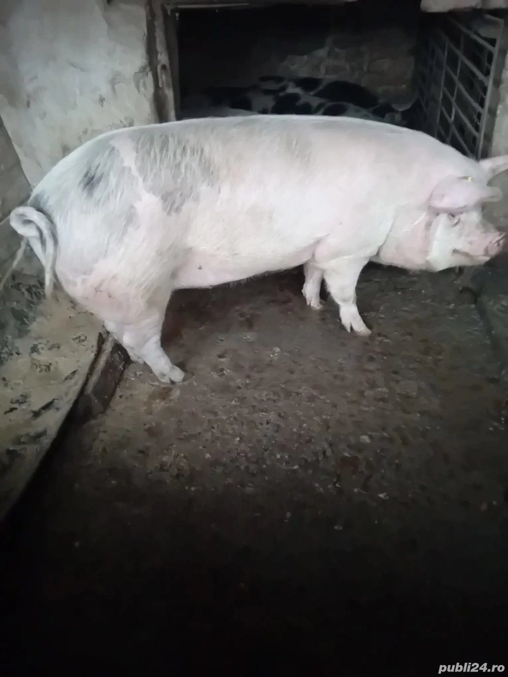 Porci grasi de vanzare 