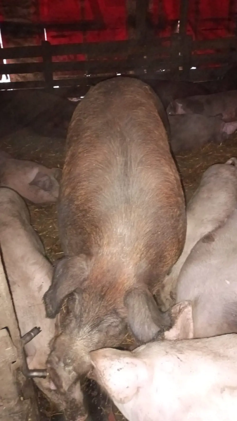 Vand porc duroc