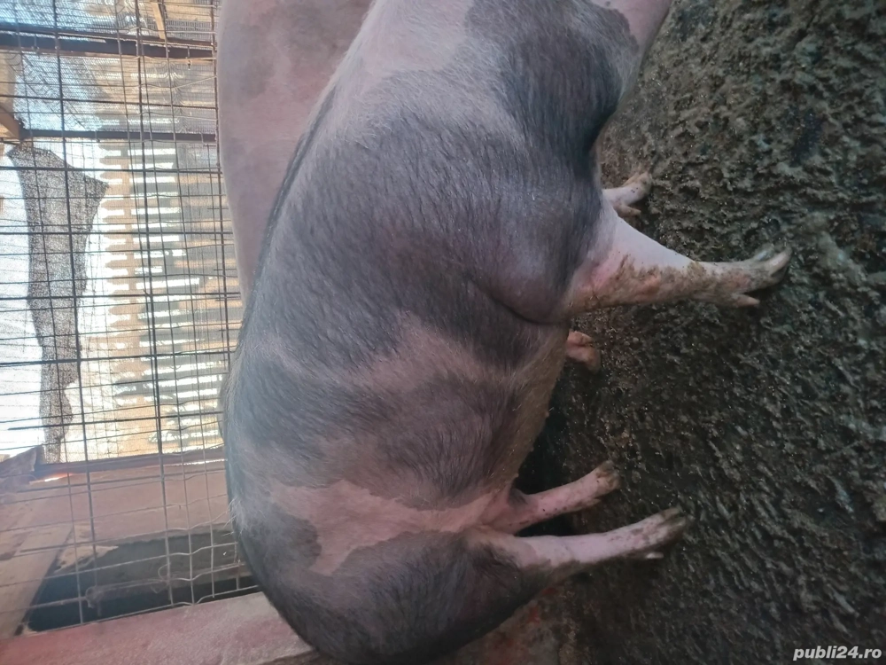 Vand porci de Craciun