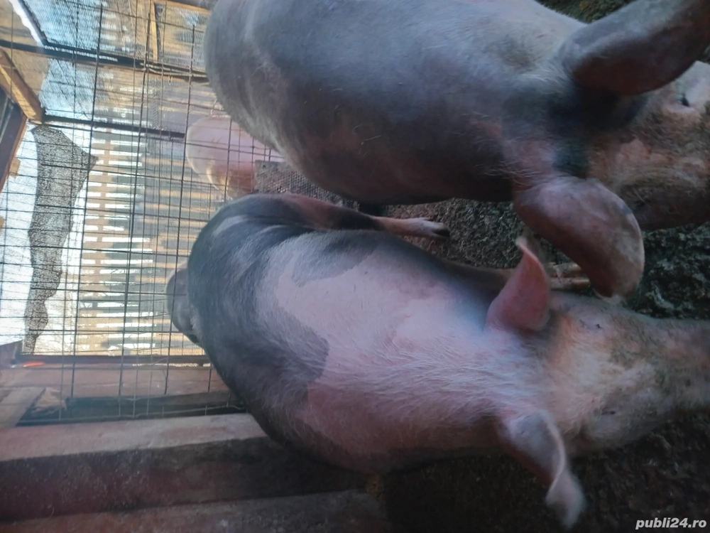 Vand porci de craciun