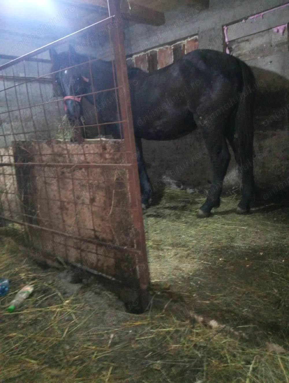 De vânzare cârlan 1 an și 8 luni