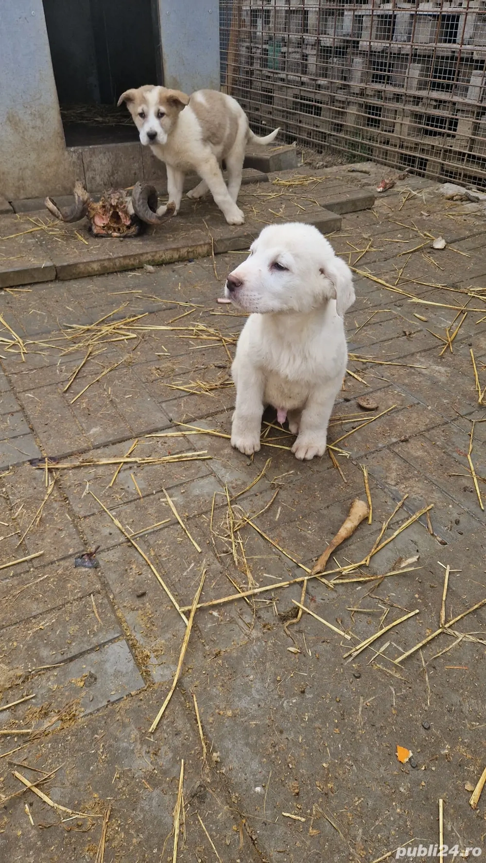 vad cateii de asia centrala