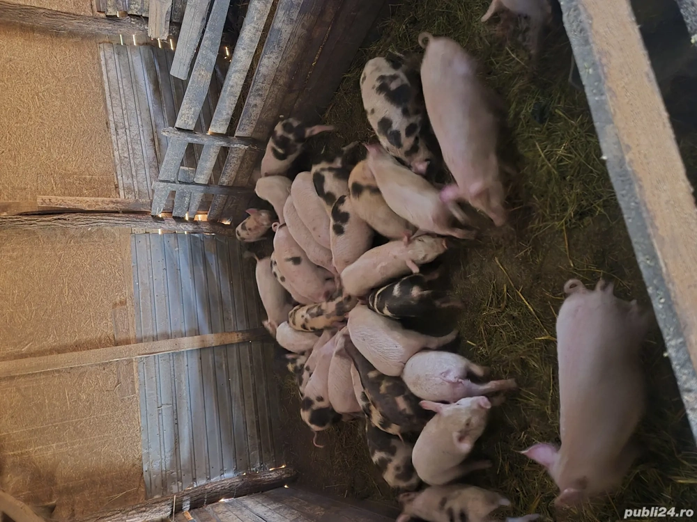 vand purcei de 8 saptamni