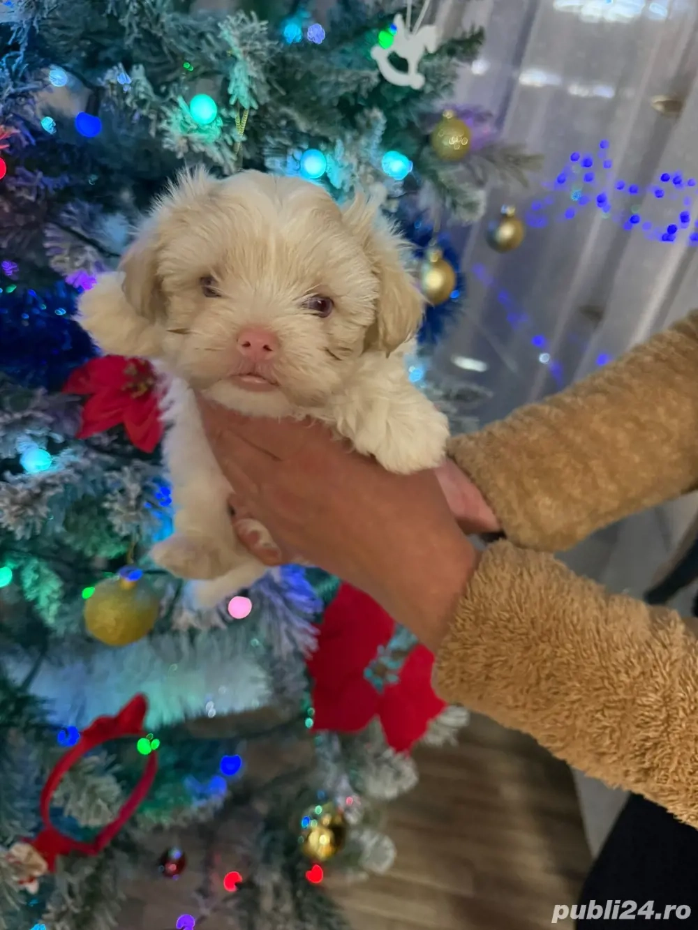 catelusil de vanzare 