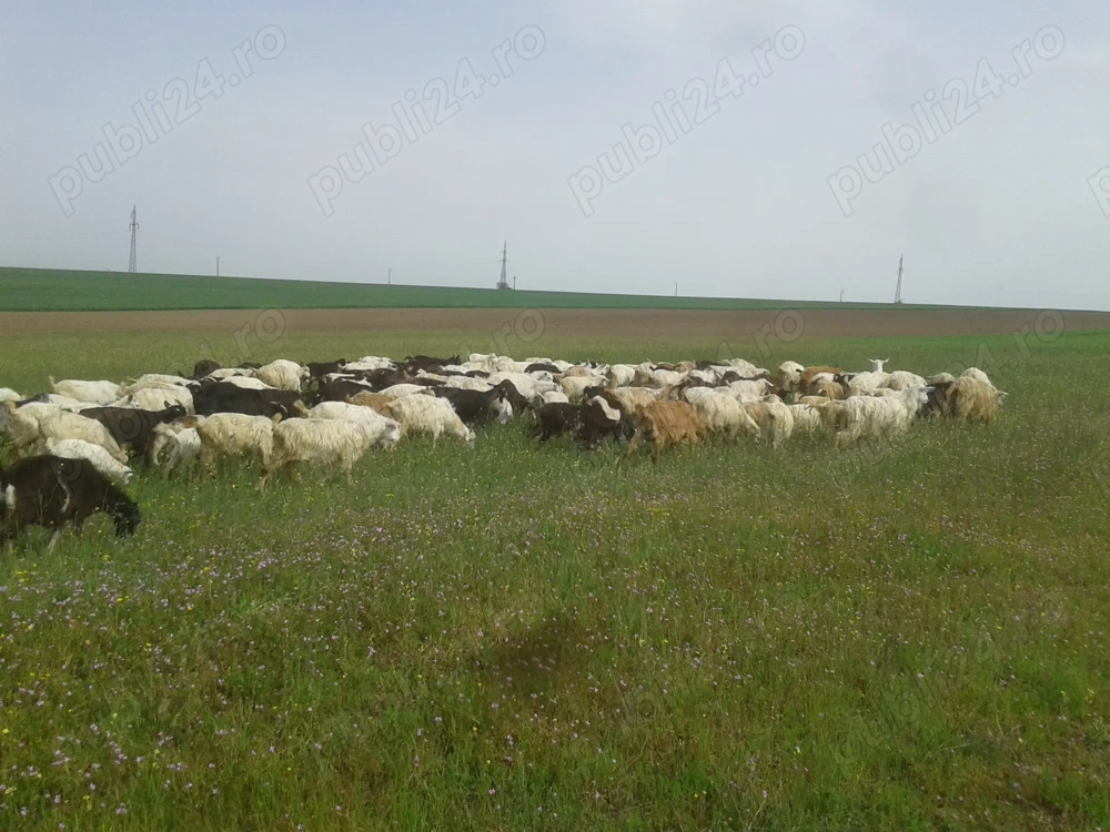 Capre de Vanzare - Rasa Carpatina.