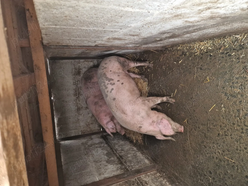 Porci de vanzare 150 +