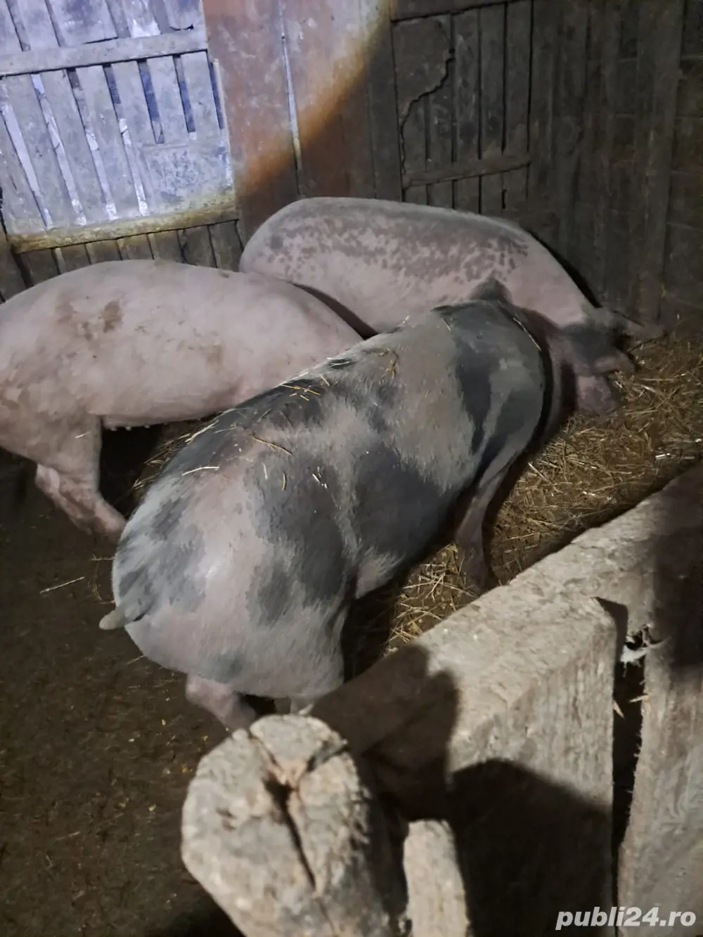 15 kg , judetul calarasi