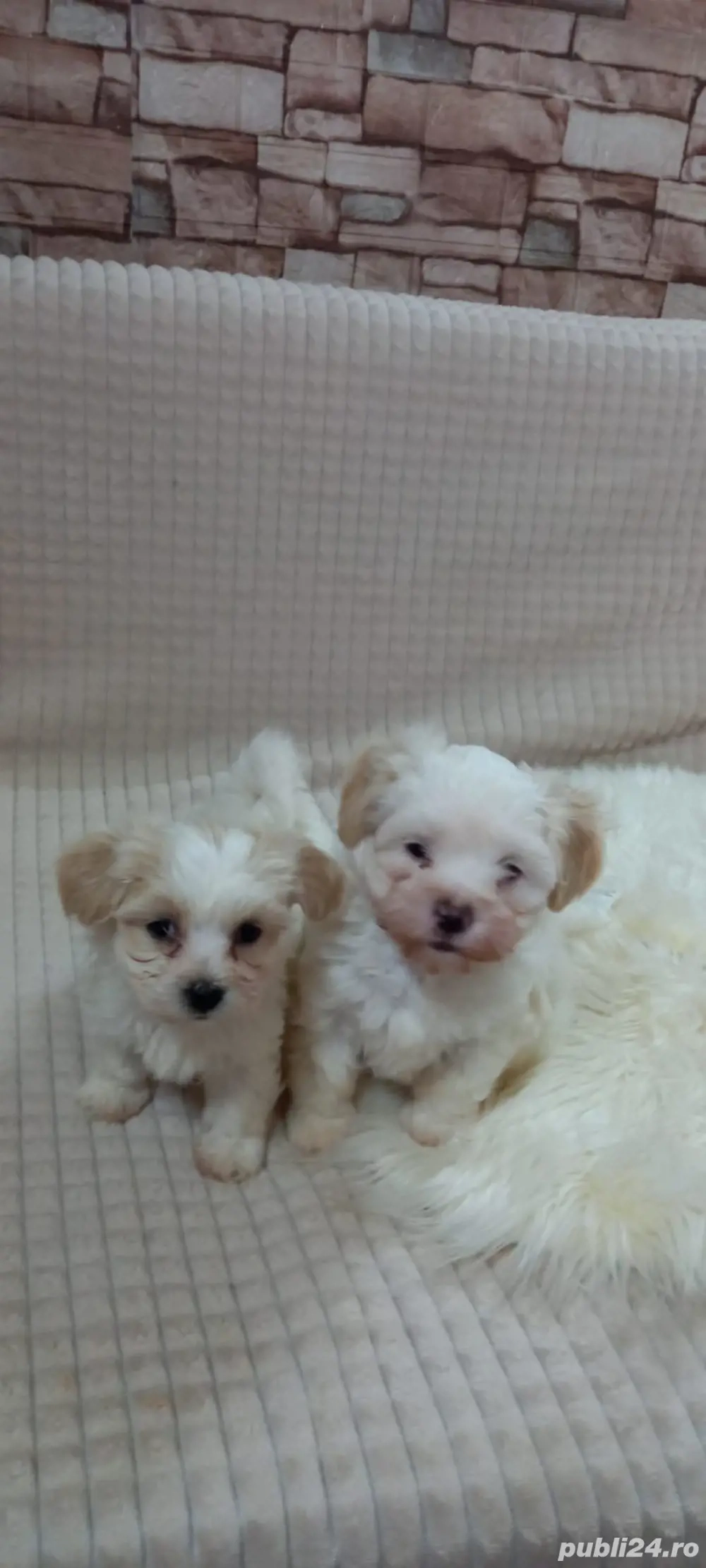 Vând 2 pui de Bichon Maltez