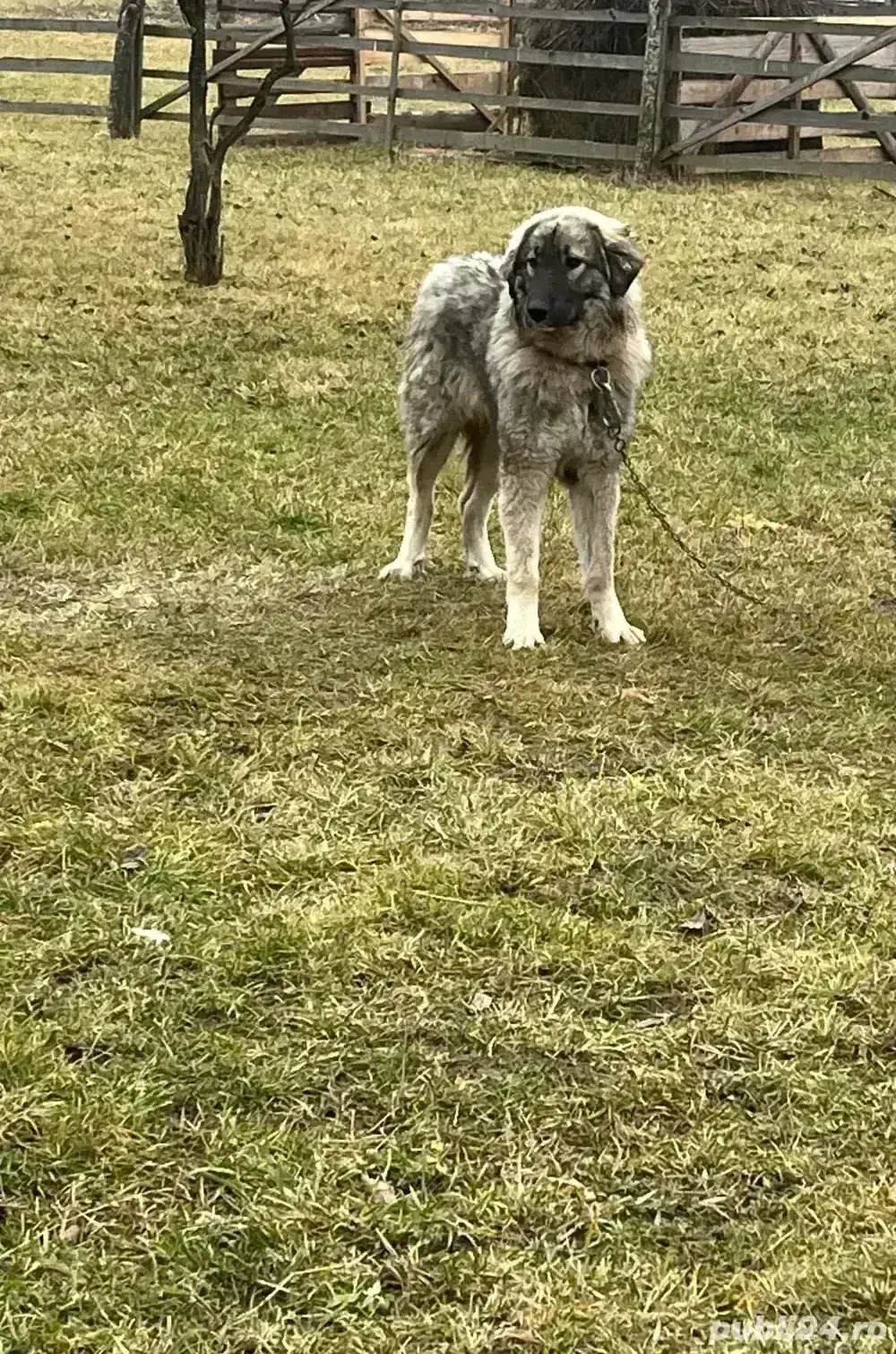 Câini de vanzare   schimb 