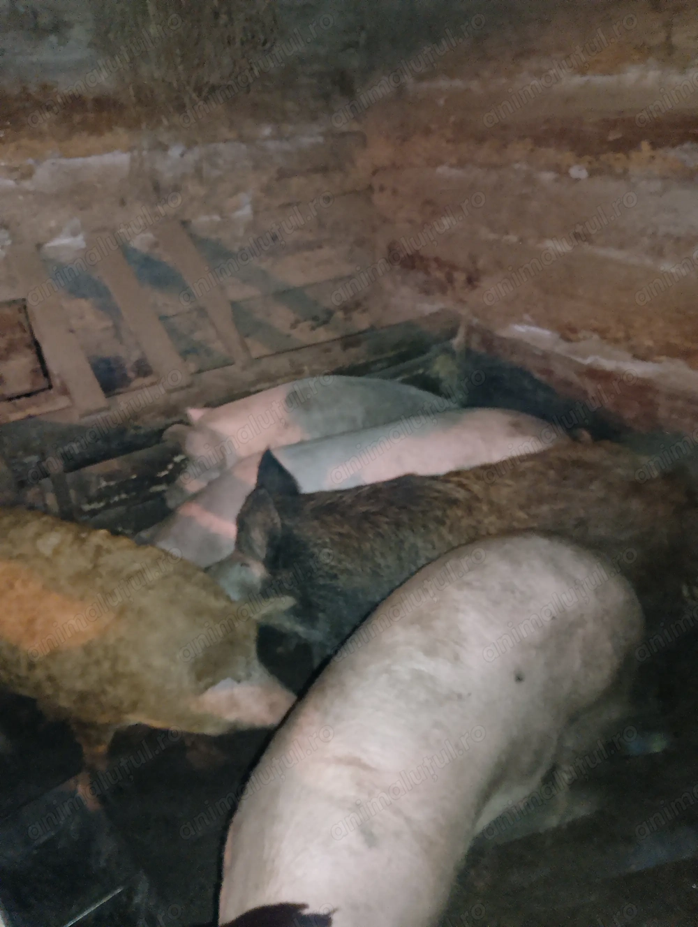 Porci de vânzare bistrita 