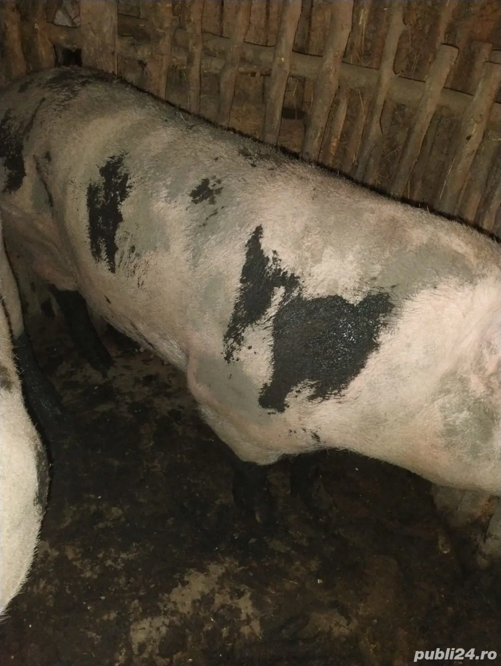 vand porci peste 150 kg